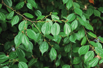 Lindera Aggregata Root